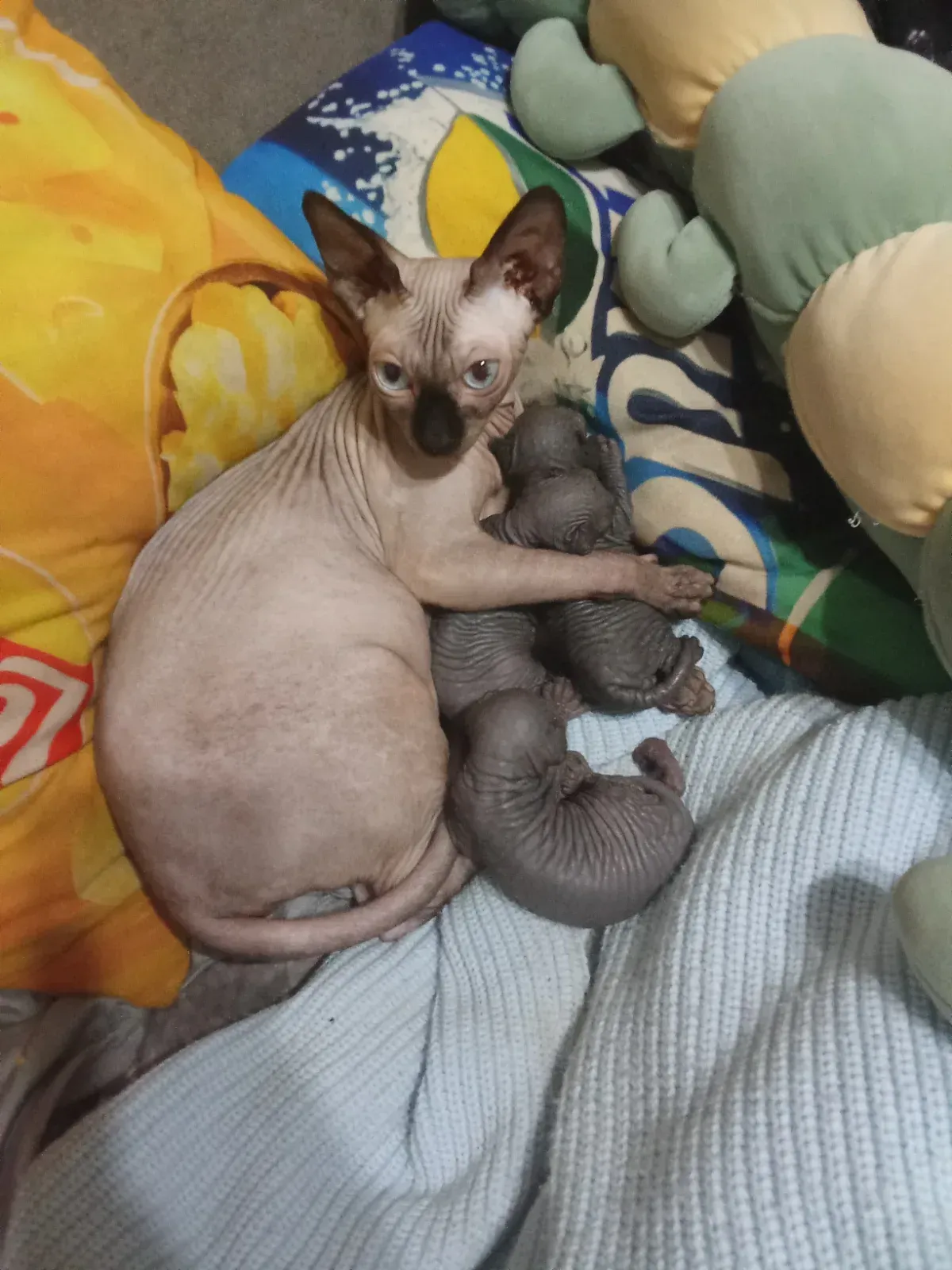 Котята сфинкса