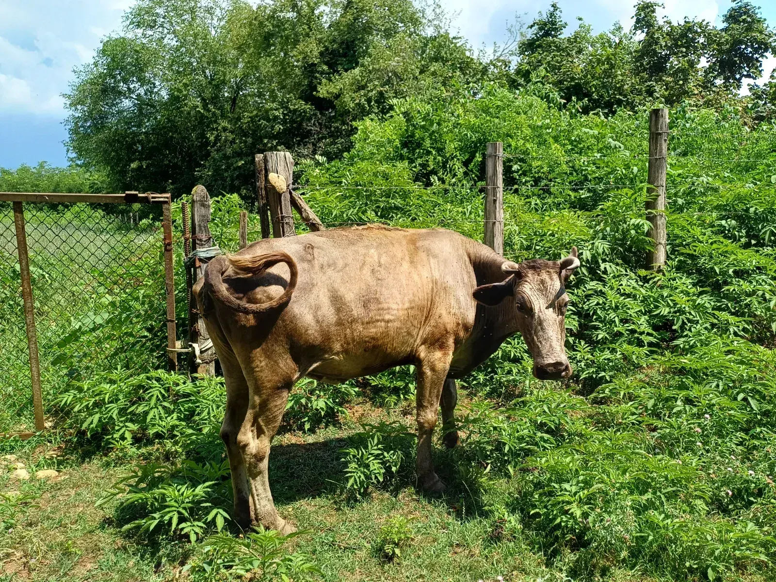 Корова