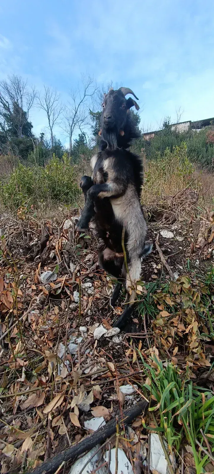 Козел Альпийский